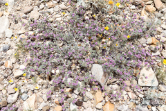 Tiquilia mexicana