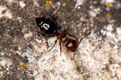 Crematogaster schmidti