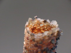 Pectinariidae