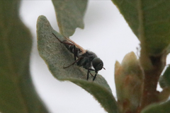 Ozodiceromyia nigrimana