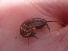 Gammarus oceanicus