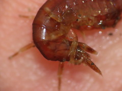 Gammarus oceanicus