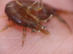 Gammarus oceanicus