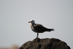 Larus heermanni