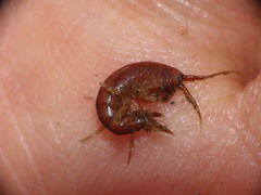 Gammarus oceanicus