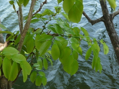 Crudia senegalensis