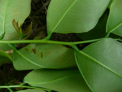 Crudia senegalensis