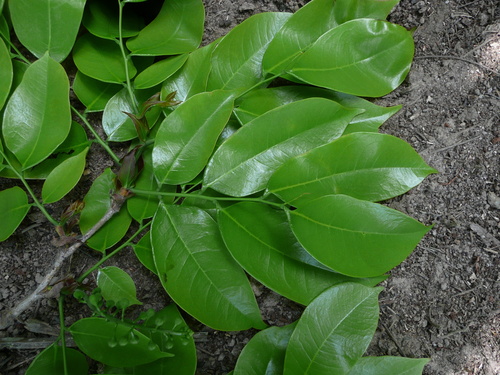 Crudia senegalensis