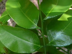 Crudia senegalensis