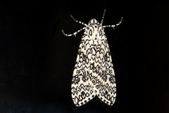 Lophocampa lesieuri