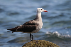Larus heermanni