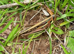 Schistocerca pallens