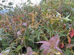 Cuscuta rostrata