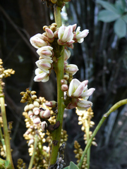 Ostryocarpus riparius