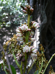 Ostryocarpus riparius