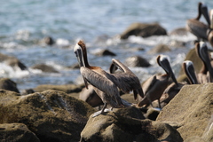 Pelecanus occidentalis