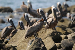 Pelecanus occidentalis