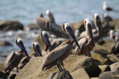 Pelecanus occidentalis