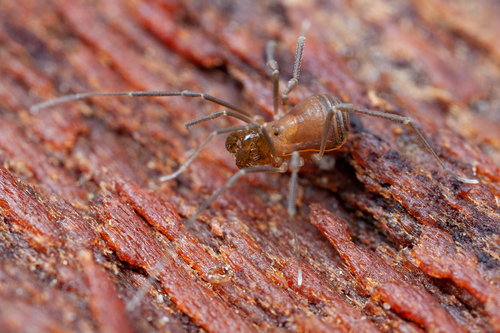 Isolachus spinosus