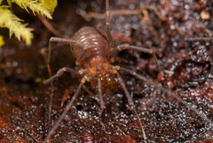 Isolachus spinosus