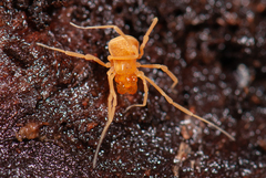 Briggsus flavescens