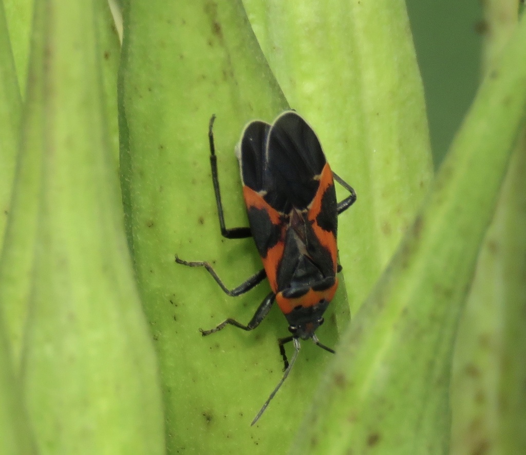 Small Milkweed Bug from Haney Ave, Damascus, MD, US on August 5, 2020 ...