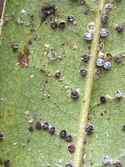 Euthoracaphis umbellulariae