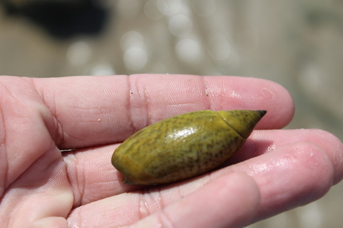 Agaronia testacea