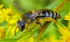 Colletes simulans armatus