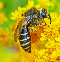Colletes simulans armatus