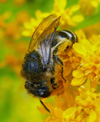 Colletes simulans armatus