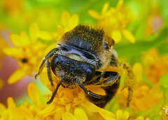 Colletes simulans armatus