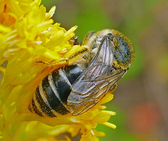 Colletes simulans armatus