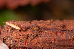 Isolachus spinosus