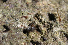 Porcellanidae