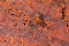 Isolachus spinosus