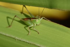 Odontoxiphidium apterum