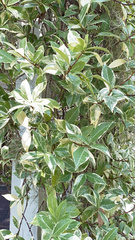 Osmanthus heterophyllus