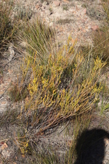 Erica parilis