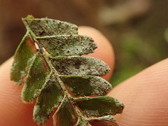 Byssoloma subundulatum