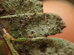 Byssoloma subundulatum