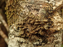 Pseudocyphellaria carpoloma