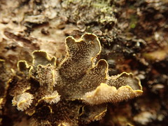Pseudocyphellaria carpoloma