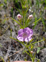 Agalinis aspera