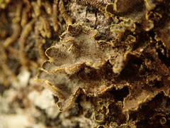 Pseudocyphellaria carpoloma