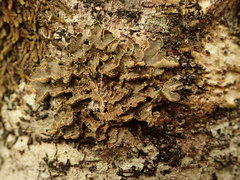 Pseudocyphellaria carpoloma