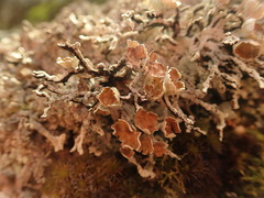 Hypogymnia subphysodes
