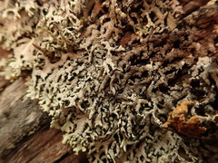 Hypogymnia subphysodes