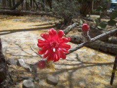 Peniocereus viperinus