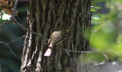 Empidonax occidentalis
